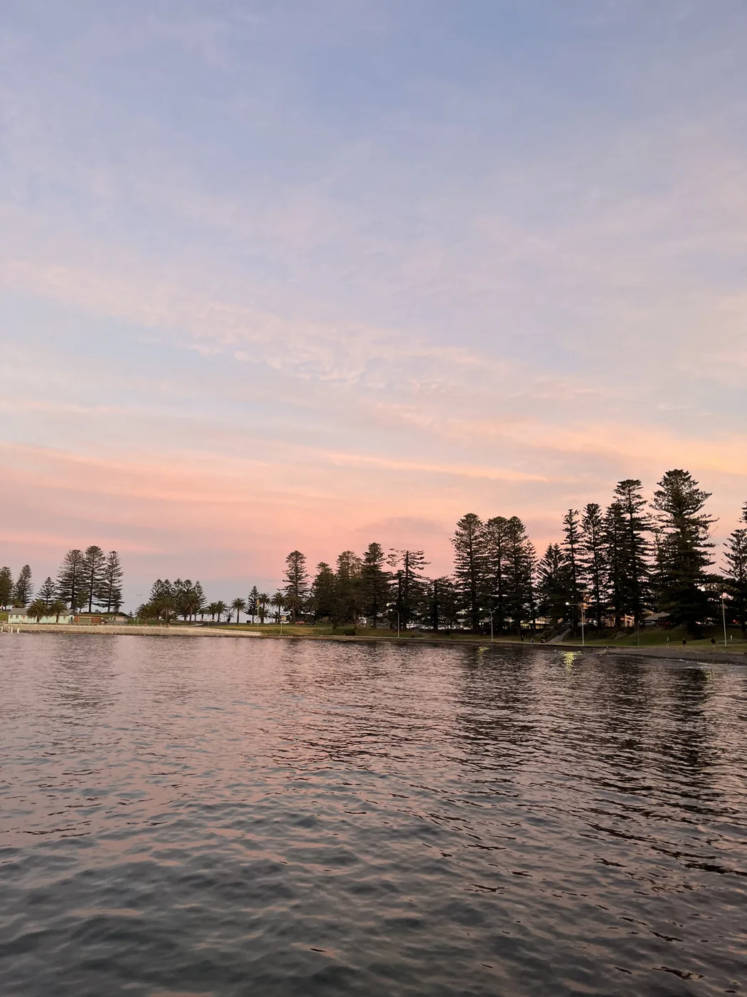 Pink and purple sunset reflected on a calm lagoon lined with Norfolk pines