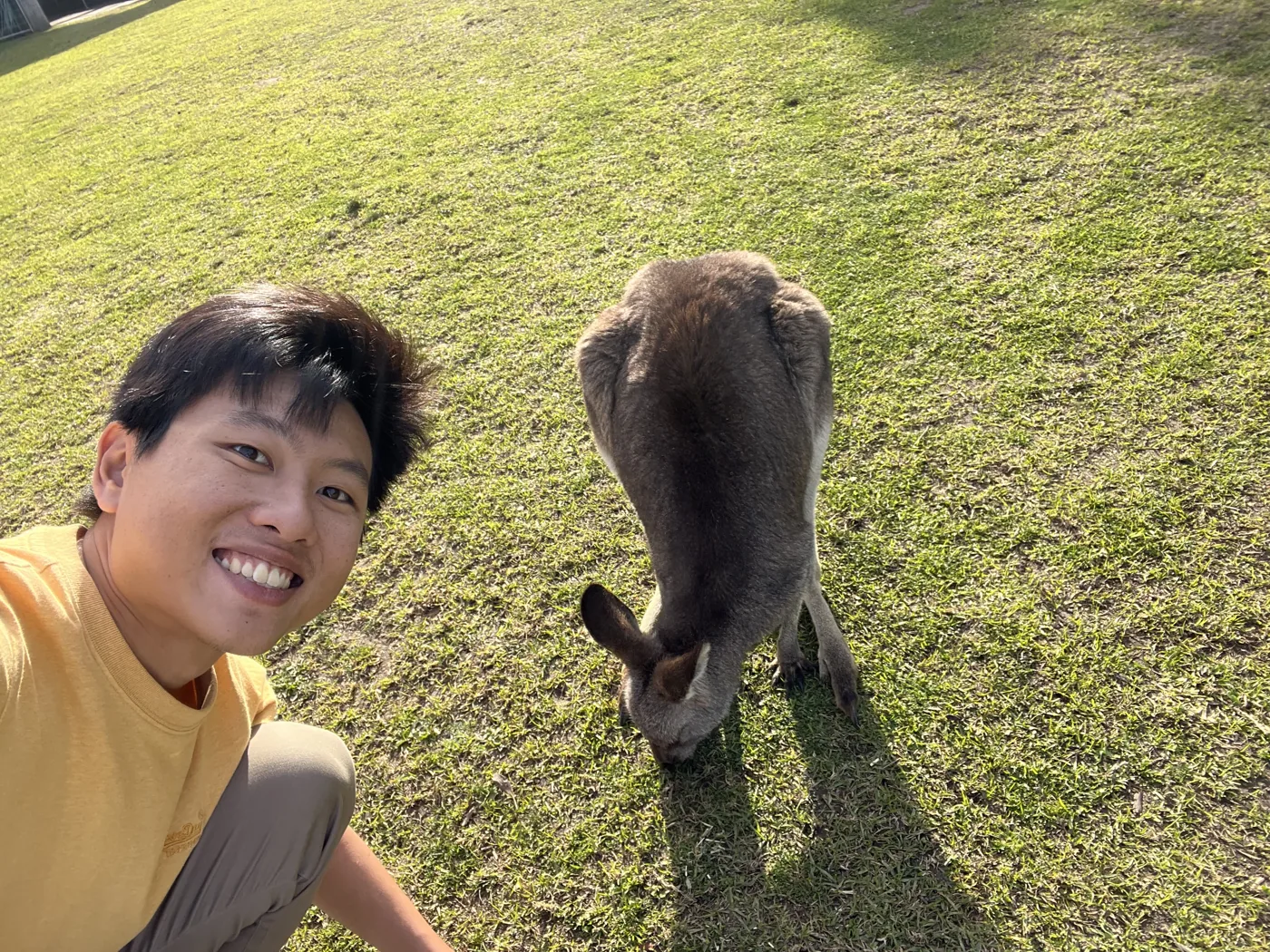 Selfie with a kangaroo grazing on a green lawn in bright sunshine