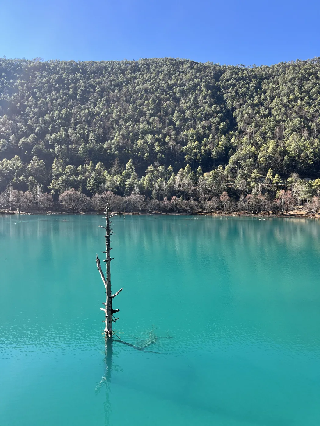 Blue Moon Valley turquoise lake with dead tree, Jade Dragon Snow Mountain, Lijiang, Yunnan