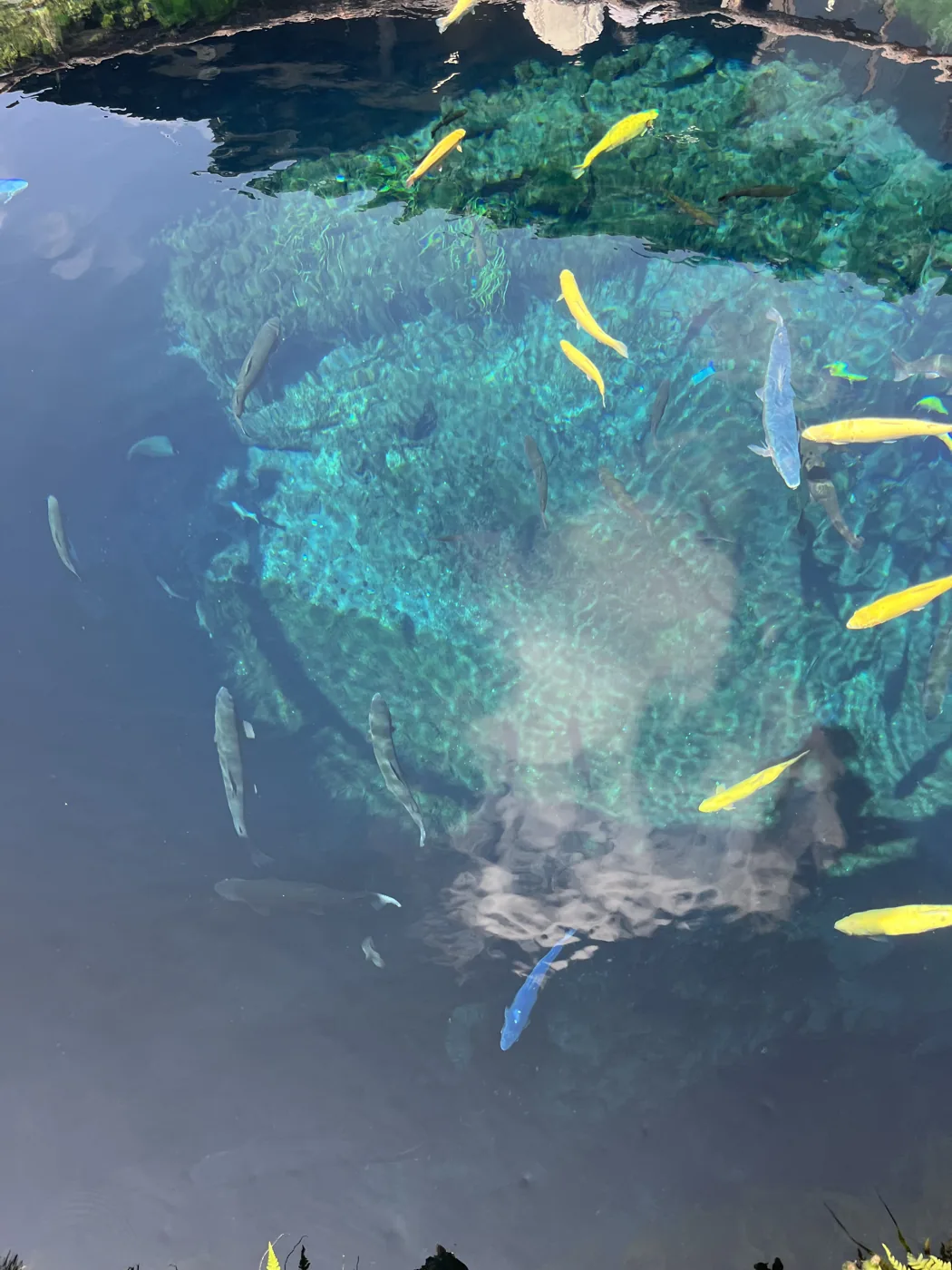 Colourful koi and fish in crystal-clear spring at Oshino Hakkai