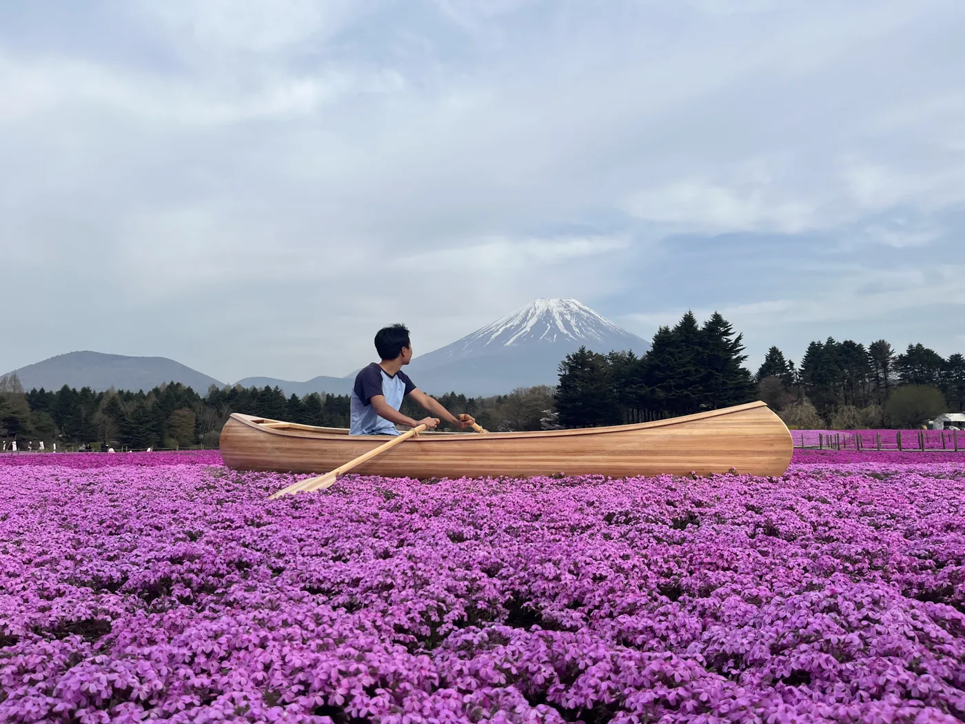 Sitting in a wooden canoe in a sea of pink shibazakura with Mt Fuji behind