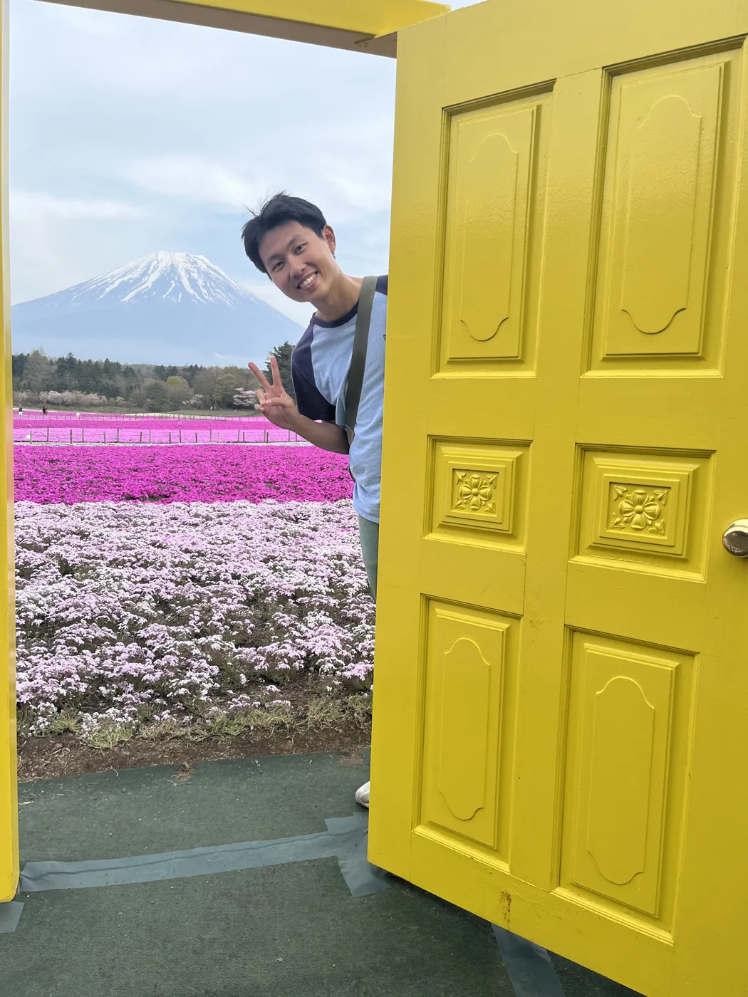Peeking through a yellow door into a shibazakura field with Mt Fuji