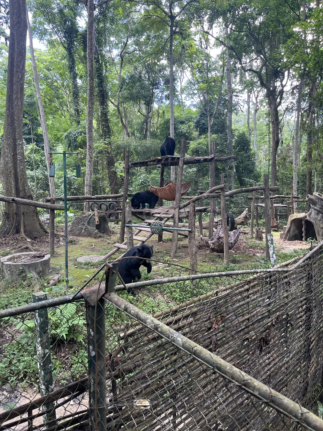 Sun bears at Tat Kuang Si Bear Rescue Centre, Laos
