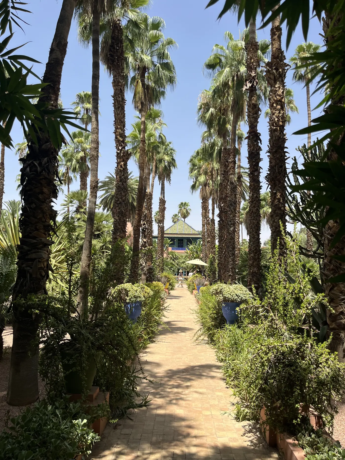 A palm-lined garden path in the Jardin Majorelle, Marrakech, leading toward a blue pavilion in the distance