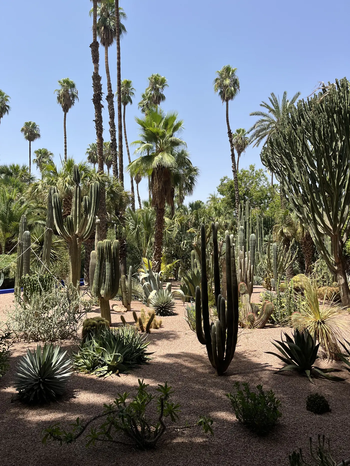 A desert cactus garden at Jardin Majorelle, Marrakech, with tall palms and various cacti planted among gravel paths
