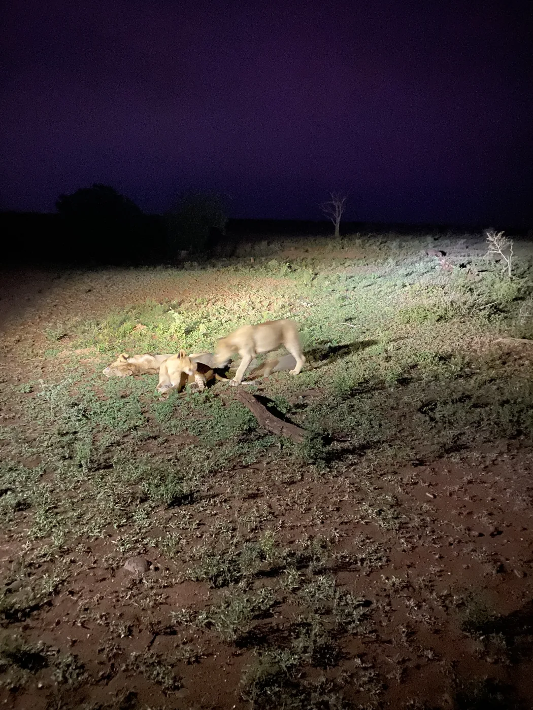 Two lions caught in a spotlight on a night game drive in the bush