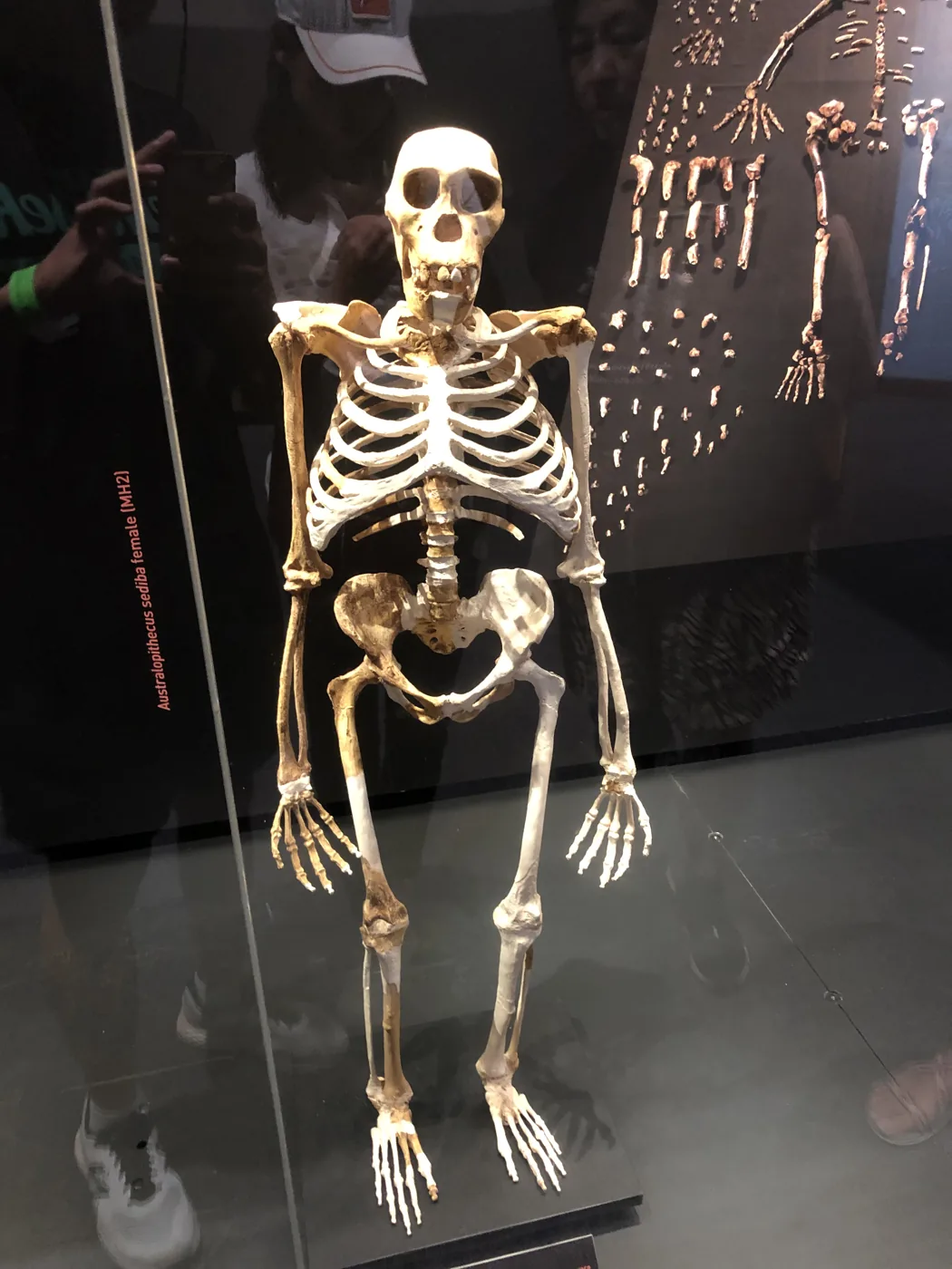 Australopithecus sediba female skeleton on display at the Maropeng museum