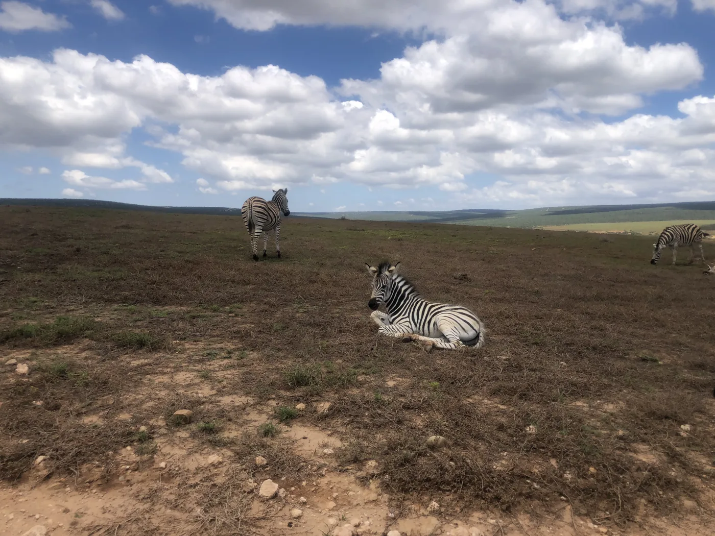 Two zebras resting and grazing on open savanna grassland under a cloudy sky