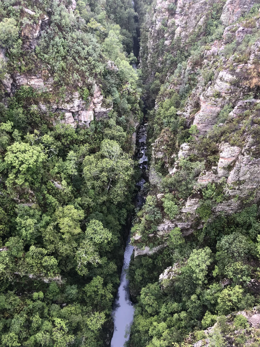 Looking straight down into the narrow Storms River gorge, lush green forest filling the canyon walls
