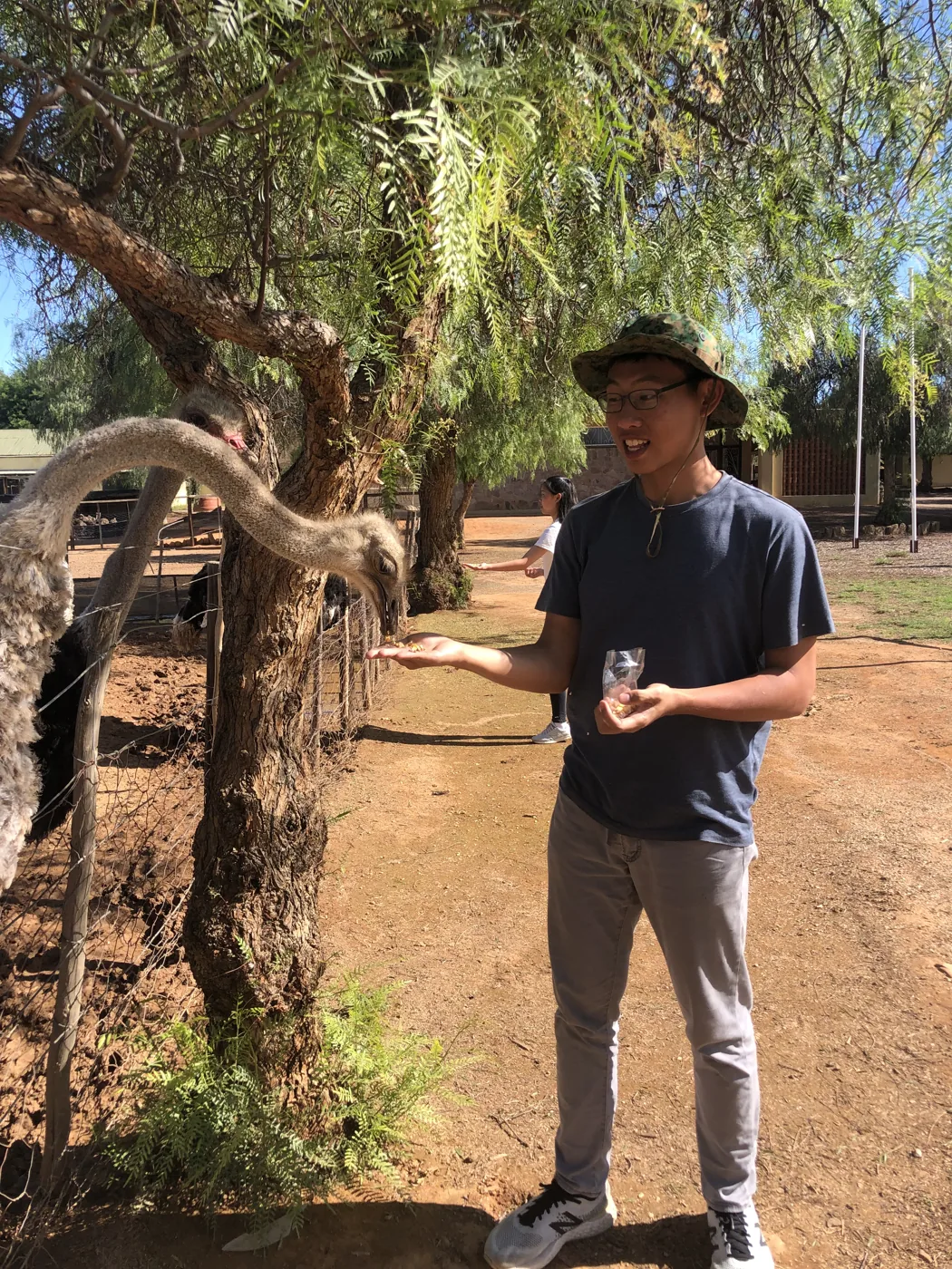 Feeding an ostrich by hand at an ostrich farm in Oudtshoorn