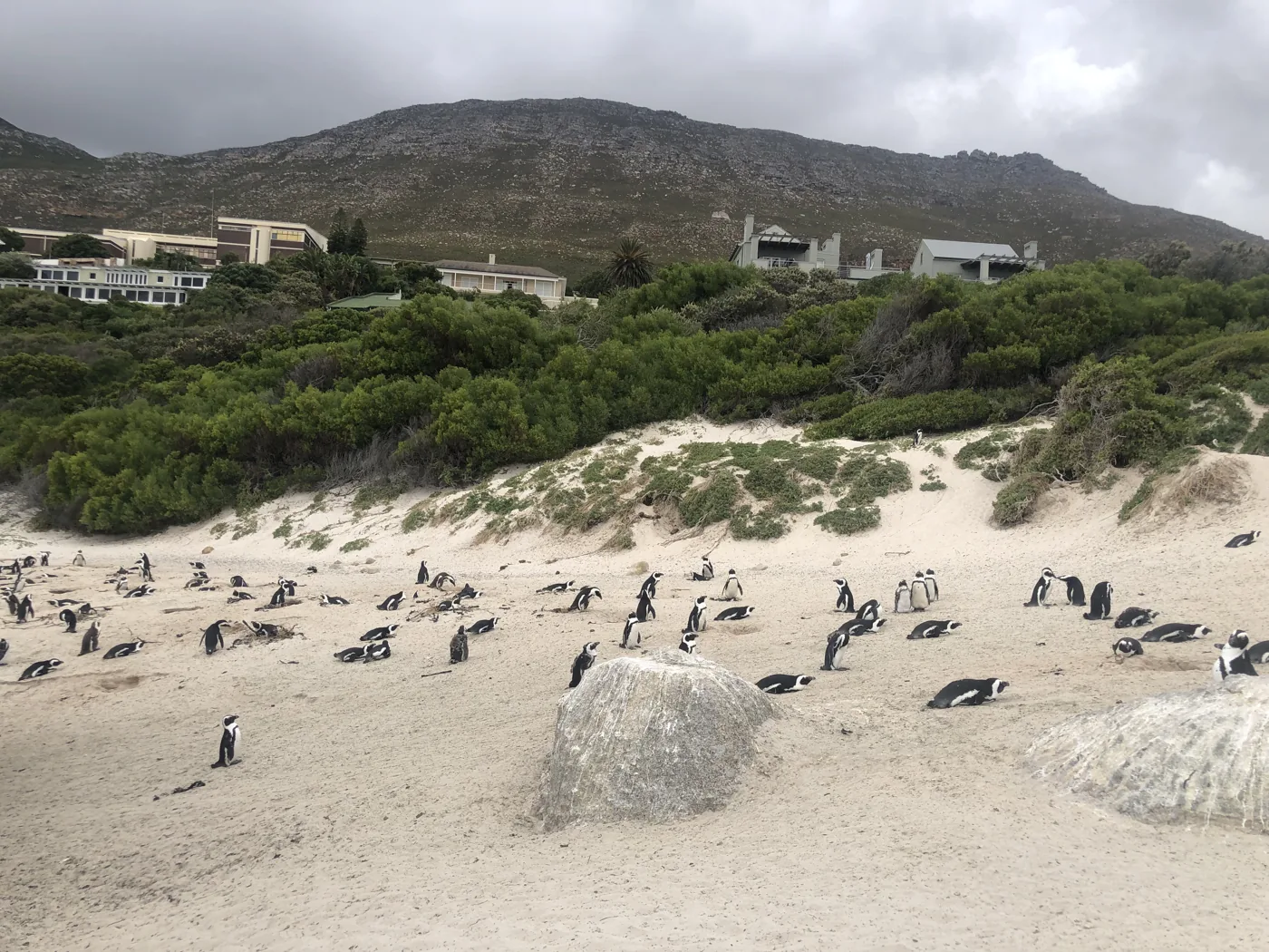The full African penguin colony spread across Boulders Beach sand dunes with mountains behind