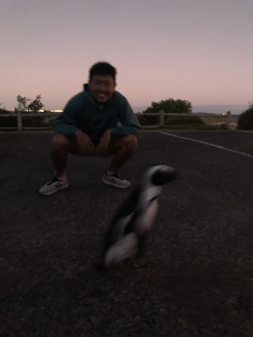 Crouching next to a wild penguin waddling past on a road at dusk