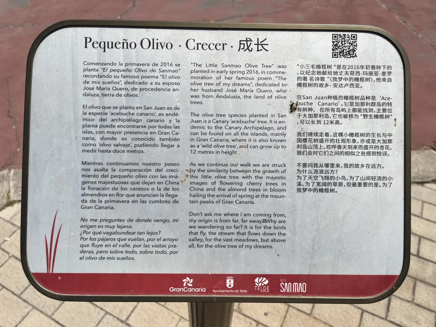 A trilingual plaque titled 'Pequeño Olivo · Crecer · 成长' describing the Little Sanmao Olive Tree, Gran Canaria