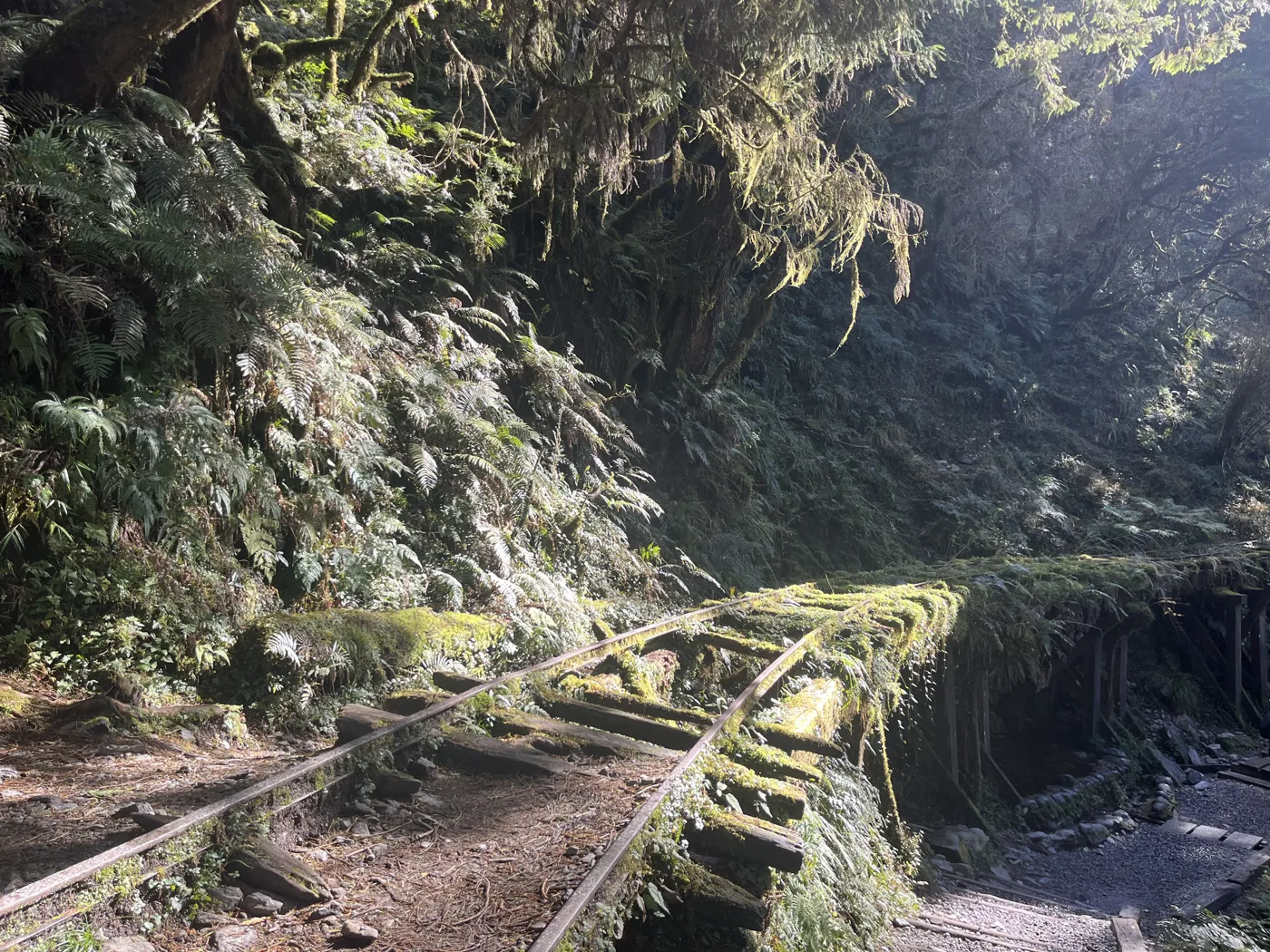 Abandoned moss-covered railway tracks in mountain forest, Taiwan