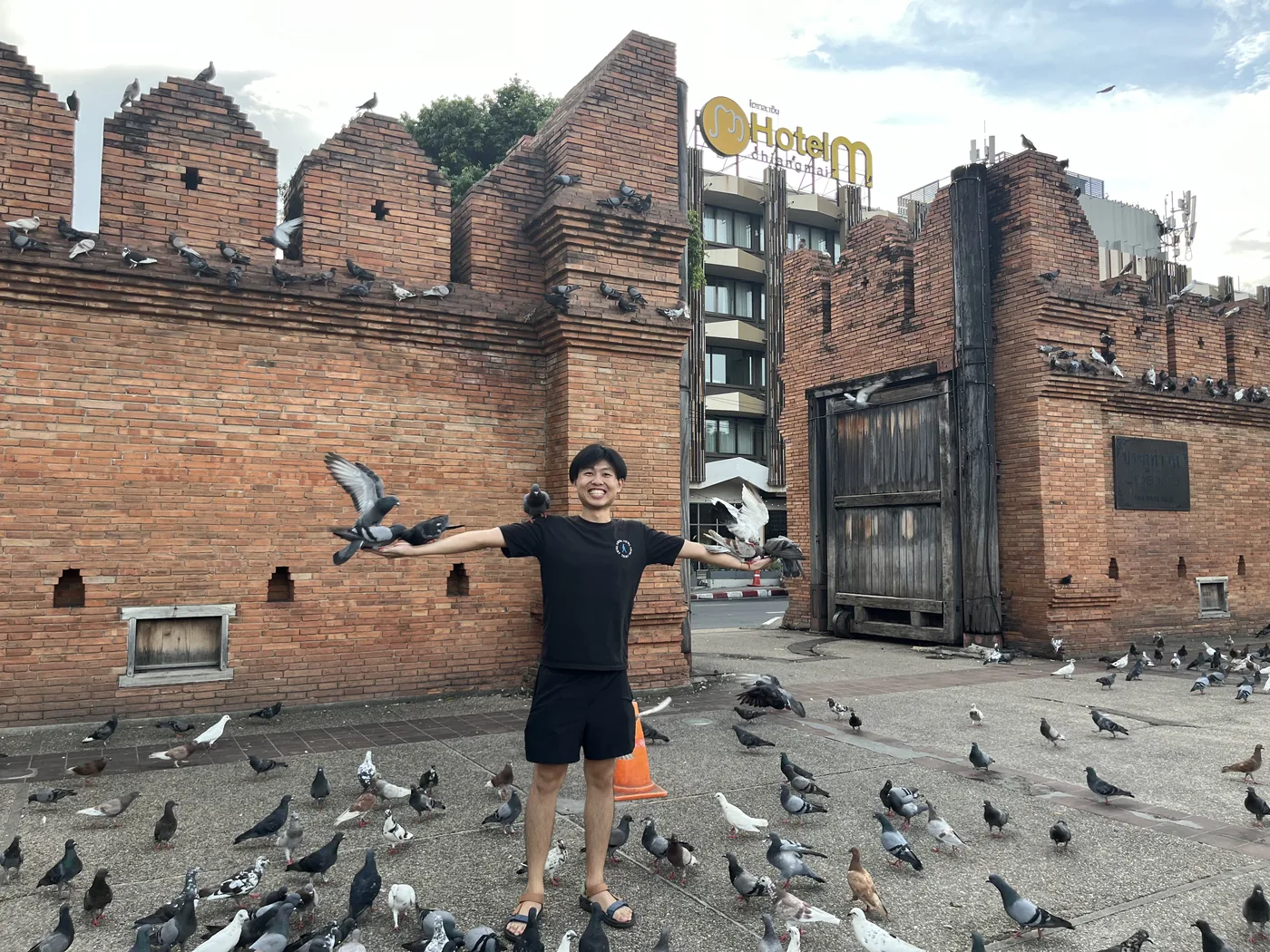Tha Phae Gate pigeons, Chiang Mai
