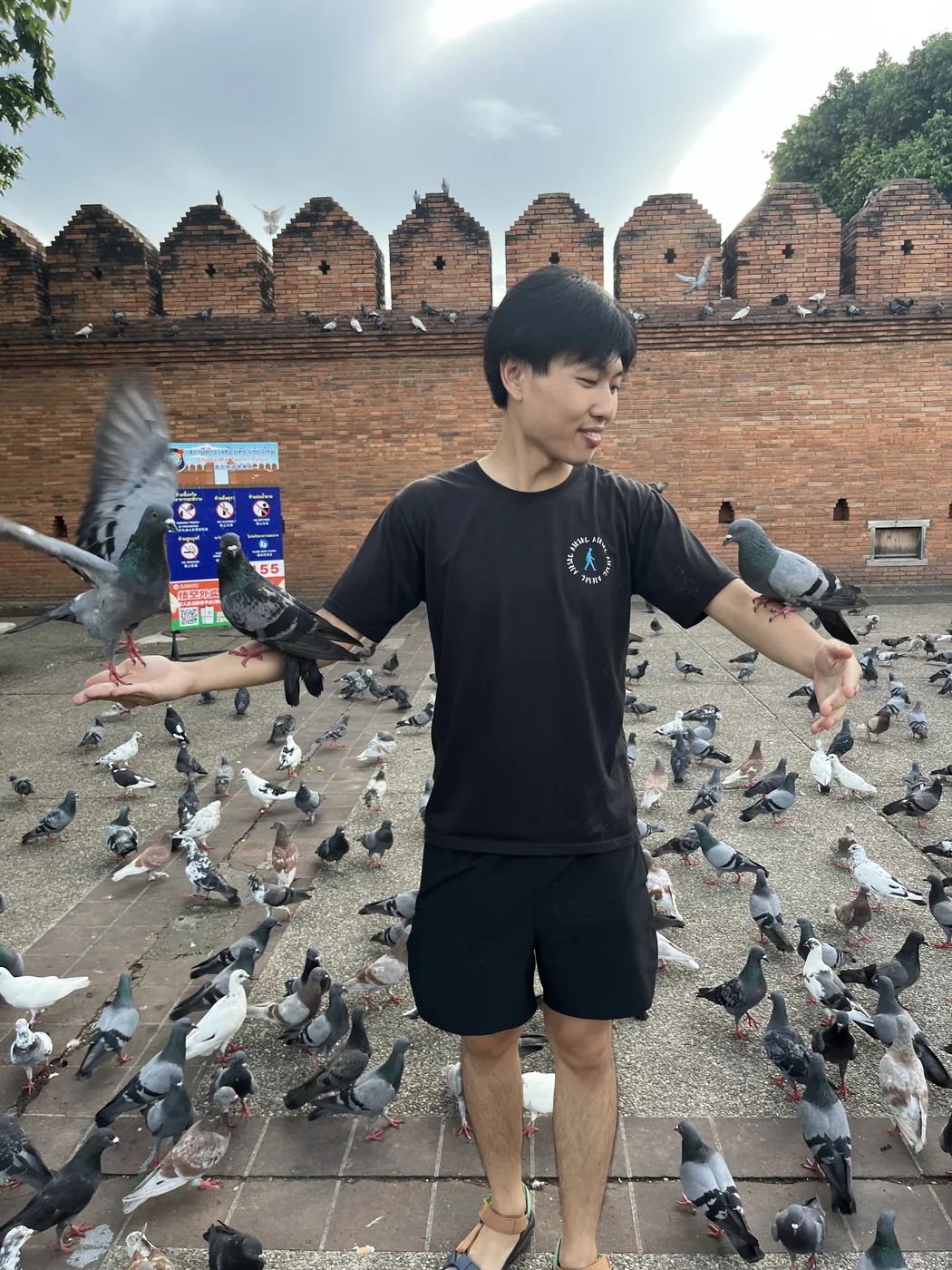 Pigeons at Tha Phae Gate, Chiang Mai