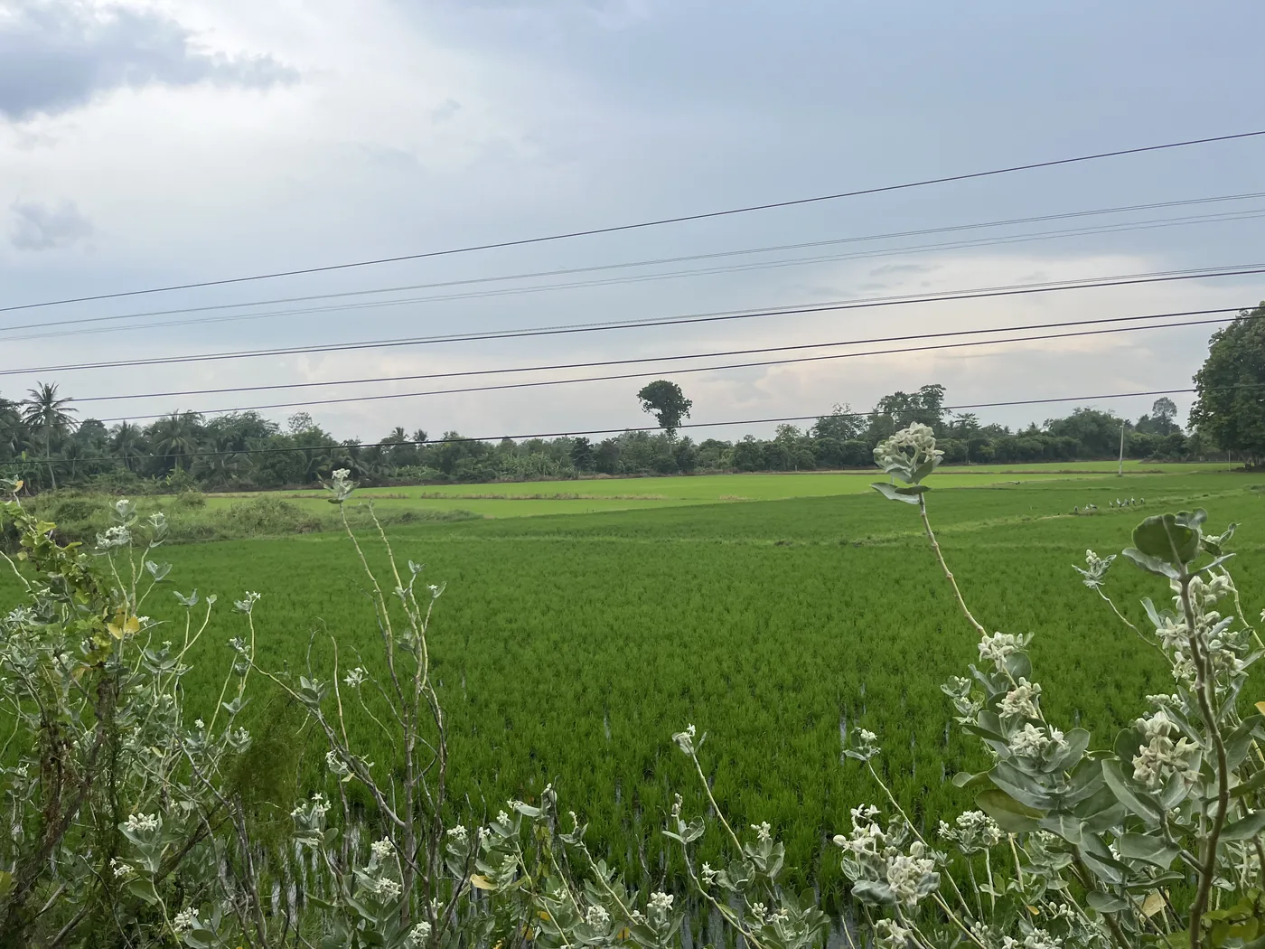 Rice paddies, central Thailand