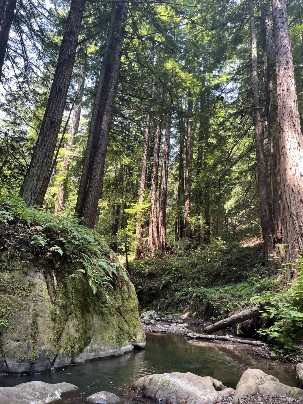 Muir Woods coastal redwood forest with stream