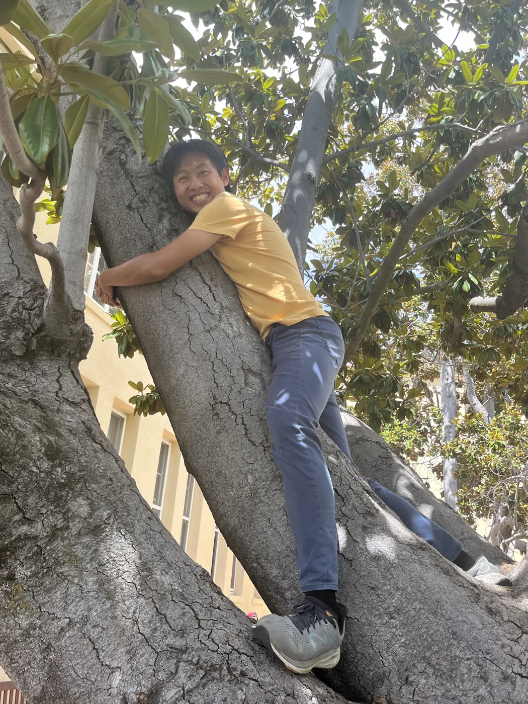 Climbing a large tree in San Francisco