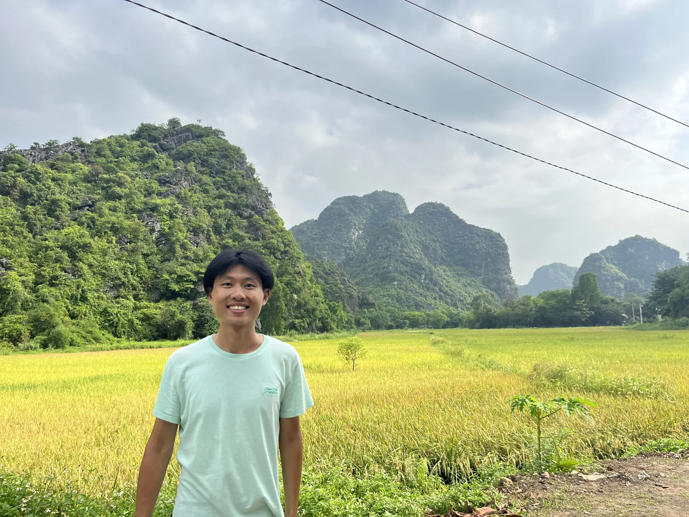 Golden rice paddies and karst mountains, Ninh Binh
