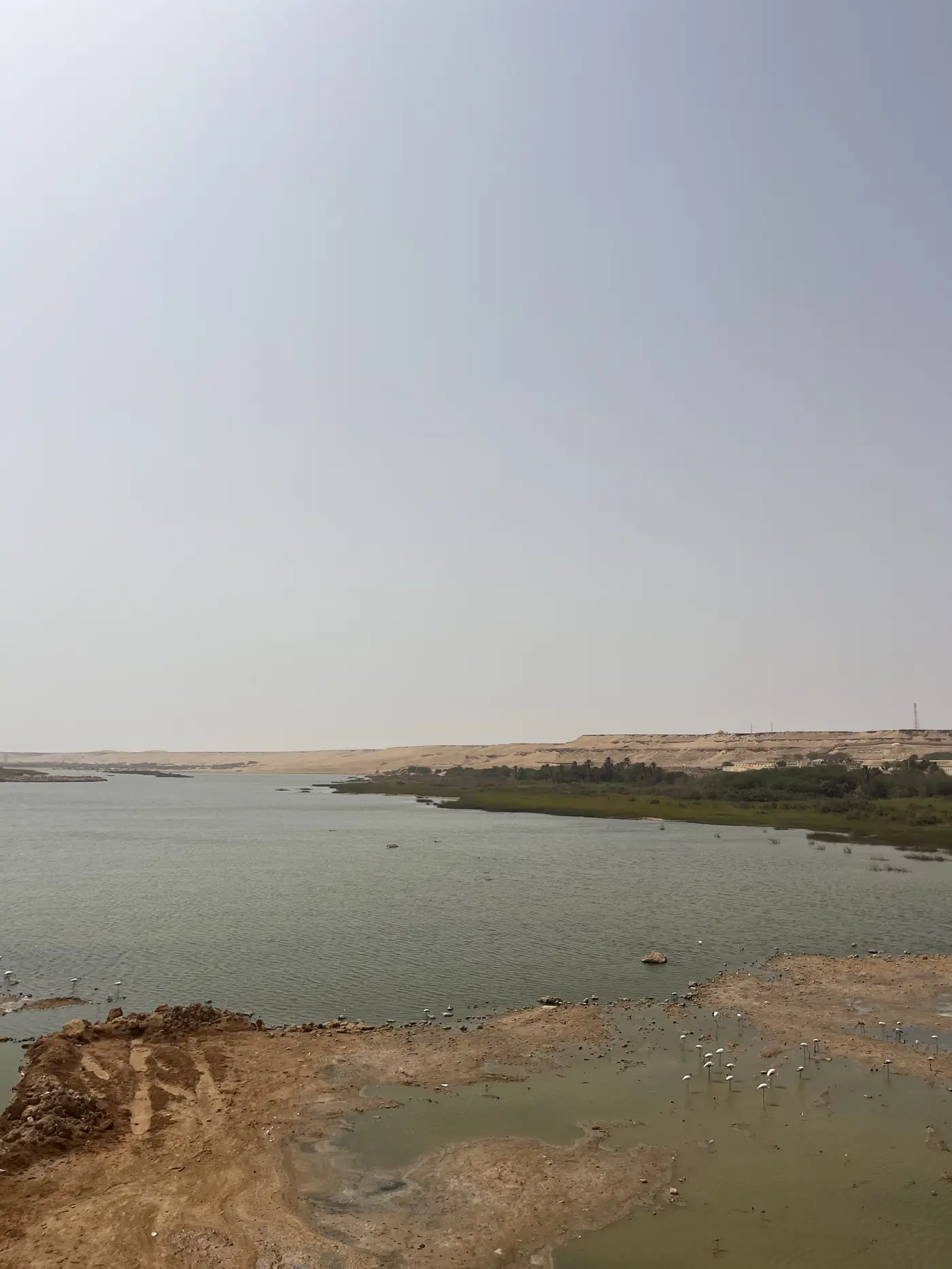 A wide desert lagoon near Laayoune with calm green water, sandy dunes, and wading birds along the shore